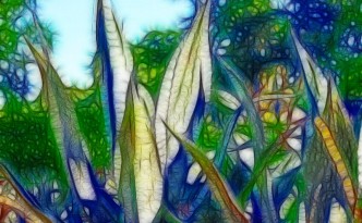Agave plant