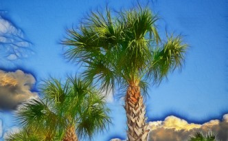 Cabbage palms