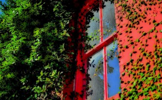 Red framed window with ivy