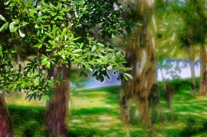 Live oaks with Spanish Moss