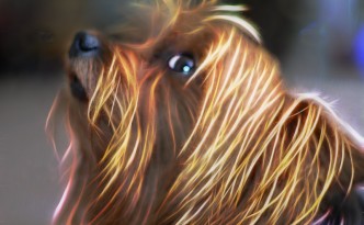 Winnie Boatman Yorkshire Terrier